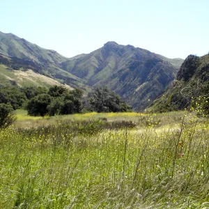 Gaviota burn site, SBBG staff field trip 2005