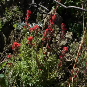 wildflowers, Gaviota burn site, SBBG staff field trip 2005