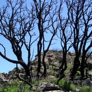 wildflowers, Gaviota burn site, SBBG staff field trip 2005