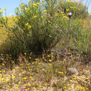 Central California Spring Wildflowers 2010, SBBG staff, Ozena Station