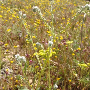 Central California Spring Wildflowers 2010, SBBG staff, Ozena Station