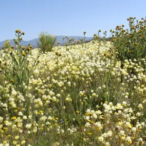 Central California Spring Wildflowers 2010, SBBG staff, Ozena Station