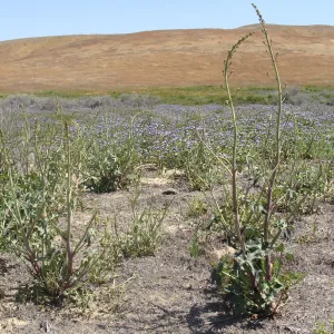 Central California Spring Wildflowers 2010, SBBG staff, Soda Lake Road, Carrizo