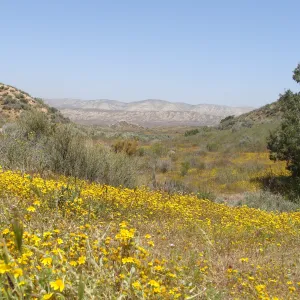 Central California Spring Wildflowers 2010, SBBG staff, Road to Padrone Canyon, Carrizo