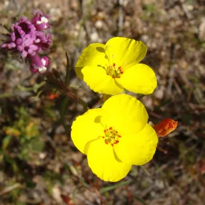 Central California Spring Wildflowers 2010, SBBG staff, Road to Padrone Canyon, Carrizo