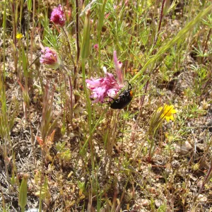 Central California Spring Wildflowers 2010, SBBG staff, Road to Padrone Canyon, Carrizo