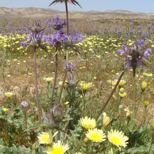 Central California Spring Wildflowers 2010, SBBG staff, Road to Padrone Canyon, Carrizo
