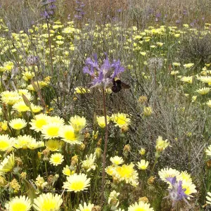 Central California Spring Wildflowers 2010, SBBG staff, Road to Padrone Canyon, Carrizo