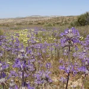 Central California Spring Wildflowers 2010, SBBG staff, Road to Padrone Canyon, Carrizo
