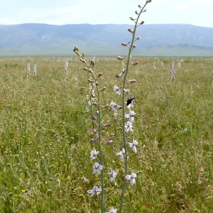 Soda Lake Road, Carrizo, Central California Spring Wildflowers 2010, SBBG staff