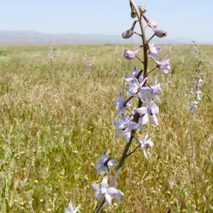 Soda Lake Road, Carrizo, Central California Spring Wildflowers 2010, SBBG staff