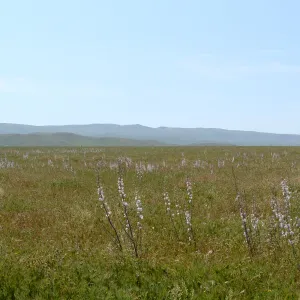 Soda Lake Road, Carrizo, Central California Spring Wildflowers 2010, SBBG staff