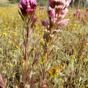 Central California Spring Wildflowers 2010, SBBG staff, Shell Canyon, near intersection with Highway 58