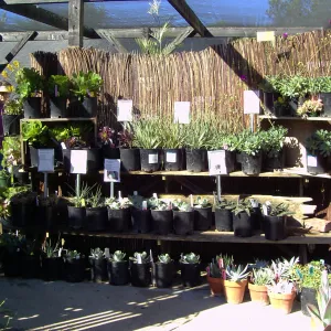 succulents display, Fall Plant Sale, 2005