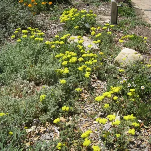 Eriogonum (Buckwheat) Shasta Sulpher in border at top of Meadow