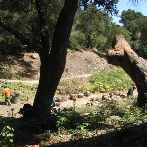 Arroyo oak removed as precaution after toppling of adjacent oak