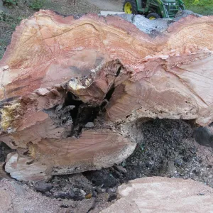 Arroyo oak (Coastal Live Oak) removed as precaution after toppling of adjacent oak