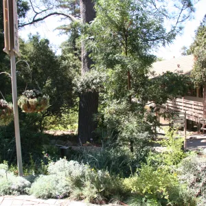 Entrance Display, hanging succulent baskets