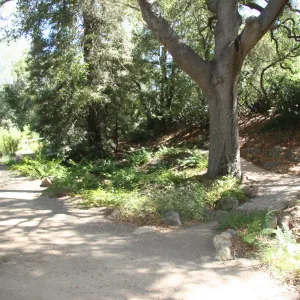 Arroyo Section, oak trees along the Arroyo Trail in the Discovery Garde