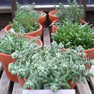 clay pots with Dudleya nesiotica, CPC plant, growing in the SBBG Conservation greenhouse