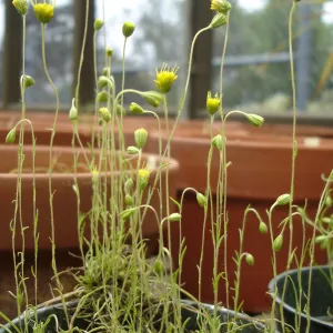 Pentachaeta exilis subsp. aeolica, CPC plant, growing at the SBBG Conservation greenhouse