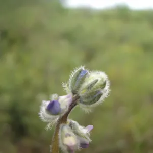 Lupinus nipomensis, CPC plant, growing at the SBBG Conservation greenhouse