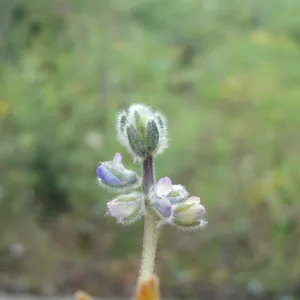 Lupinus nipomensis, CPC plant, growing in the SBBG Conservation greenhouse