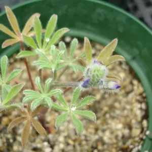 Lupinus nipomensis, CPC plant, growing in the SBBG Conservation greenhouse