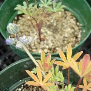 Lupinus nipomensis, CPC plant, growing in the SBBG Conservation greenhouse