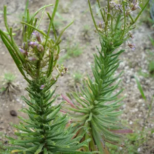 Hoffmann's rock cress, Arabis hoffmannii, CPC plant, growing in the SBBG Conservation planting bed at the Hort Unit