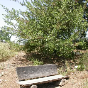 Wheeler Bench Plaque (Bench #62)