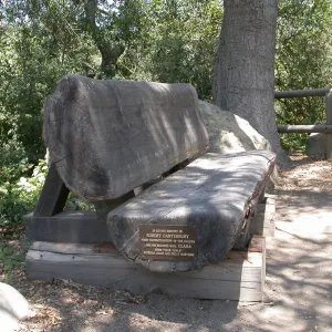 Canterbury Bench (Bench #13)