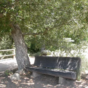 Gross Bench (Bench #15) ?