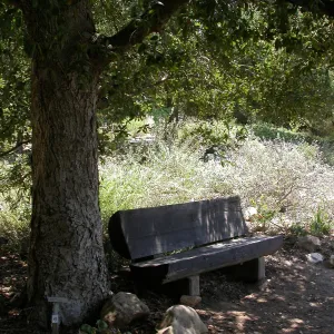 Gross Bench (Bench #15) ?