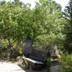 Jones Bench (Bench #51)