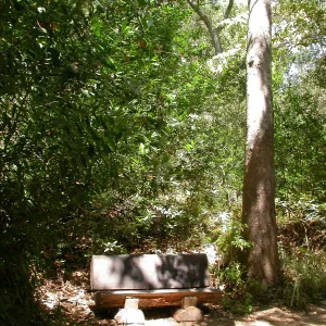 Coleman Bench (Bench #40)