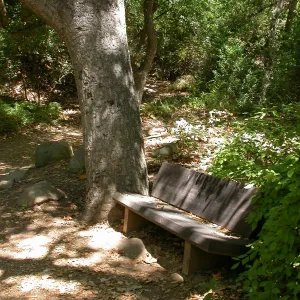 Lane Bench (Bench #36)