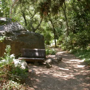 Margolis Bench (Bench #37)