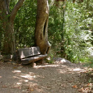 Rogers Bench along Canyon Trail (Bench #38)