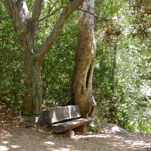 Rogers Bench along Canyon Trail (Bench #38)