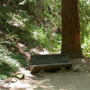 Levy Bench in Redwood Section (Bench #25)