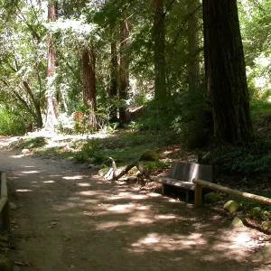 Nobs Bench in the Redwood Section (Bench #29)