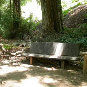 Nobs Bench in the Redwood Section (Bench #29)