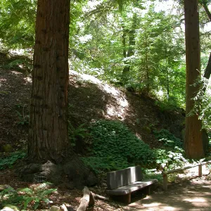 Nobs Bench in the Redwood Section (Bench #29)