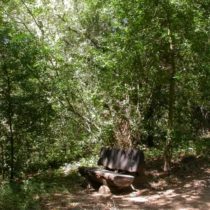 Heaney Bench (Bench #27)