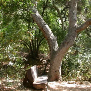 Emanuel Bench (Bench #41)