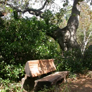 McLean Bench (Bench #54)