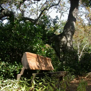 McLean Bench (Bench #54)