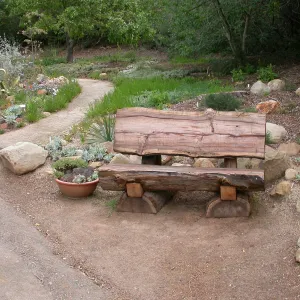Wood Bench below Dudleya Display