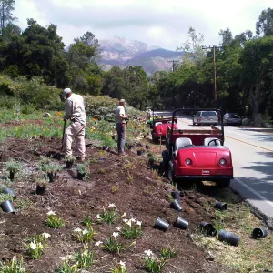 SBBG grounds staff planting the Mission Canyon/Tunnel Road triangle